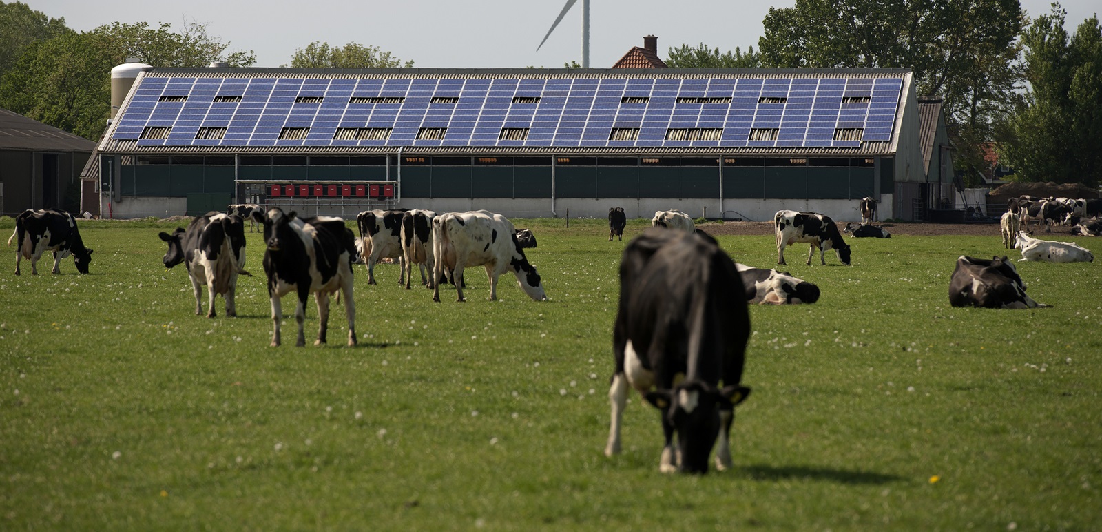 boerderij Nederland zonnepanelen windmolens koeien